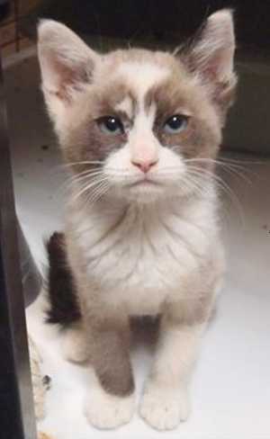 This 9-week-old female seal point Siamese kitten is in cat room kennel No. 73b, ID No. 36649. Photo courtesy of Lake County Animal Care and Control. 73bsealpointkitten