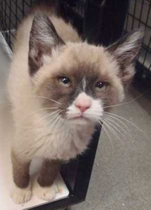 This 9-week-old female seal point Siamese kitten is in cat room kennel No. 73c, ID No. 36650. Photo courtesy of Lake County Animal Care and Control. 73csealpointkitten