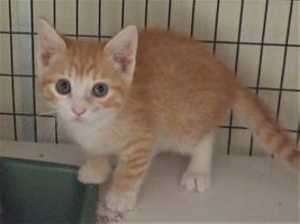 This 17-week-old female orange tabby kitten is in cat room kennel No. 8b, ID No. 36281. Photo courtesy of Lake County Animal Care and Control. 8borangetabbykitten