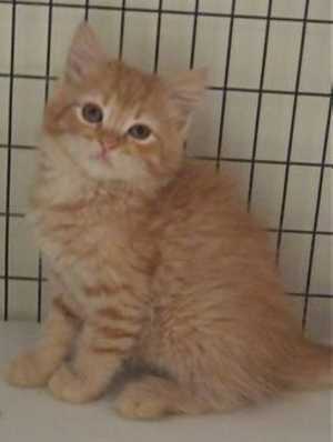 This 17-week-old female orange tabby kitten is in cat room kennel No. 8c, ID No. 36282. Photo courtesy of Lake County Animal Care and Control. 8corangetabbykitten