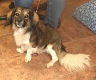 “Martin” is a spaniel mix available for adoption at SPCA of Clear Lake, 707-279-1400. martin