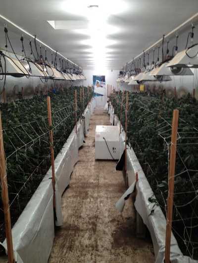 The North State Marijuana Investigation Team seized 3,000 marijuana plants as the result of a multiyear operation in Northern California. Photo courtesy of the California Attorney Generals’ Office. 032113agpot