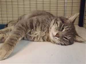 This 2-year-old male gray tabby is in cat room kennel No. 101, ID No. 35767. Photo courtesy of Lake County Animal Care and Control. 101graytabby