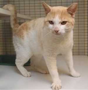 This 3-year-old male domestic short hair mix is in cat room kennel No. 105, ID No. 35839. Photo courtesy of Lake County Animal Care and Control. 105whiteandorangetabby