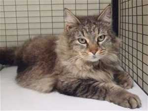 This 1-year-old female gray tabby is in cat room kennel No. 126, ID No. 35754. Photo courtesy of Lake County Animal Care and Control. 126graytabby