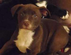 This 10-week-old male border collie mix puppy is in kennel No. 18a, ID No. 35704. Photo courtesy of Lake County Animal Care and Control. 18abordercrosspup