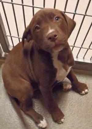 This 10-week-old female border collie mix puppy is in kennel No. 18d, ID No. 35707. Photo courtesy of Lake County Animal Care and Control. 18dbordercrosspup