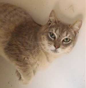 This 2-year-old gray male tabby is in cat room kennel No. 20, ID No. 35866. Photo courtesy of Lake County Animal Care and Control. 20graytabbymale