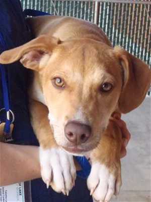 This 4-month-old male Labrador Retriever-hound mix is in kennel No. 21, ID No. 35776. Photo courtesy of Lake County Animal Care and Control. 21labhound