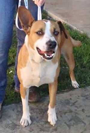 This 1-year-old male shepherd mix is in kennel No. 33a, ID No. 35702. Photo courtesy of Lake County Animal Care and Control. 33ashepherdmix