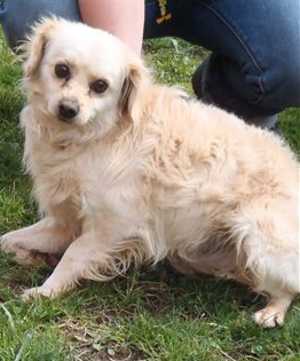 “Chino” is a 4-year-old male cocker spaniel mix in kennel No. 34, ID No. 35740. Photo courtesy of Lake County Animal Care and Control. 34chino