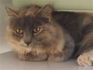 This 1-year-old female calico is in cat room kennel No. 45, ID No. 35737. Photo courtesy of Lake County Animal Care and Control. 45tortie