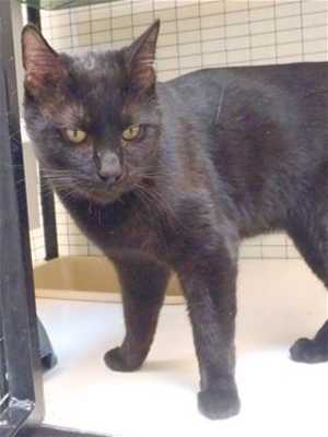 This 2-year-old black male cat is in cat room kennel No. 49, ID No. 35862. Photo courtesy of Lake County Animal Care and Control. 49blackcat