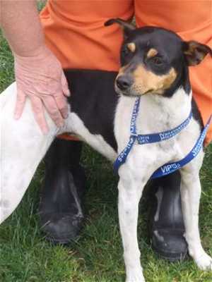 This 1-year-old terrier mix is in kennel No. 5, ID No. 35882. Photo courtesy of Lake County Animal Care and Control. 5terriermix