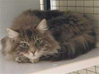 This 1-year-old male domestic short hair mix is in cat room kennel No. 67, ID No. 35753. Photo courtesy of Lake County Animal Care and Control. 67graytabbymale