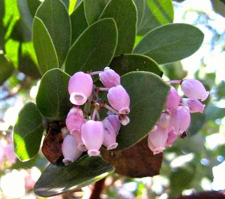 commonmanzanita