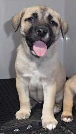 “Dalton” is an 8-week-old husky-shepherd mix puppy available from Clearlake Animal Control, telephone at 707-994-8201, Extension 118. daltonpuppy