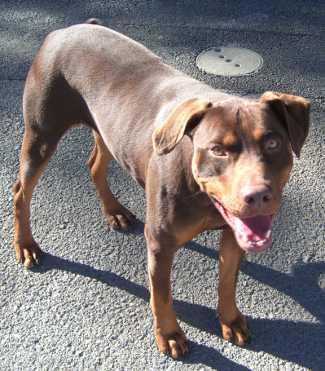 “Molly” is a 2-year-old Doberman mix available from SPCA of Clear Lake, telephone 707-279-1400. mollydobie