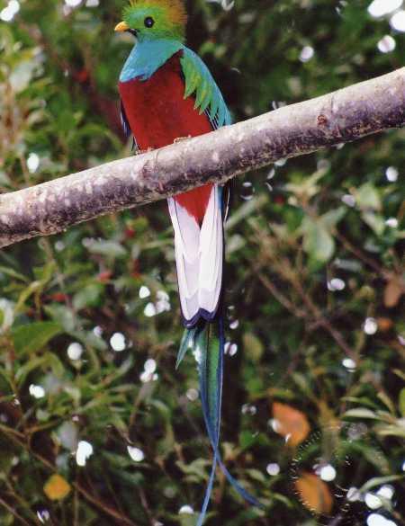 The resplendent quetzal in Costa Rica. Photo by Jorge Serrano. resplendantquetzal