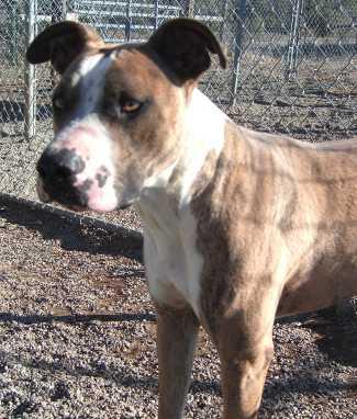 “Roscoe” is a boxer/sharpei mix available from SPCA of Clear Lake, telephone 707-279-1400. roscoedog