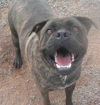 “Zeus” is a mastiff/boxer mix available from SPCA of Clear Lake, telephone 707-279-1400. zeusmastiff