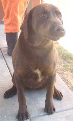 This 2-year-old male Labrador Retriever mix is in kennel No. 10, ID No. 36407. Photo courtesy of Lake County Animal Care and Control. 10biglabmix