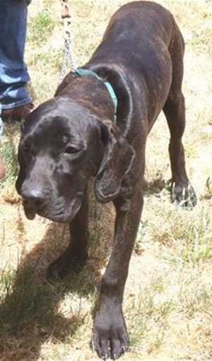 This 8-month-old mastiff-hound mix is in kennel No. 11, ID No. 36411. Photo courtesy of Lake County Animal Care and Control. 11mastiffmix