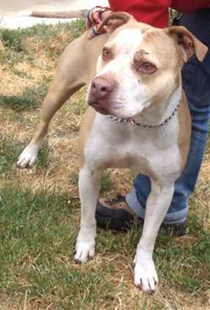 This 3-year-old female pit bull terrier mix is in kennel No. 15, ID No. ID: 36313. Photo courtesy of Lake County Animal Care and Control. 15pitbull