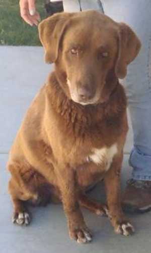 This 7-year-old Labrador Retriever-Chesapeake Bay Retriever mix is in kennel No. 12, ID No. 36370. Photo courtesy of Lake County Animal Care and Control. 17chesapeakmix