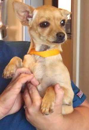 This 9-month-old female Chihuahua mix is in kennel No. 18a, ID No. 36421. Photo courtesy of Lake County Animal Care and Control. 18achimix
