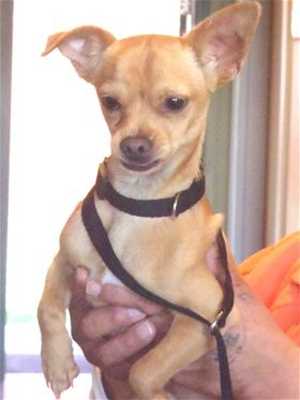 This 9-month-old male Chihuahua mix is in kennel No. 18b, ID No. 36420. Photo courtesy of Lake County Animal Care and Control. 18bchimix