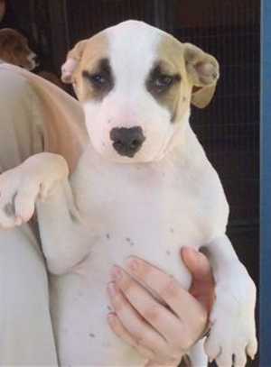 This 15-week-old female pit bull terrier-hound mix is in kennel No. 22a, ID No. 36133. Photo courtesy of Lake County Animal Care and Control. 22apithound