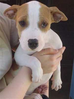 This 15-week-old female pit bull terrier-hound mix is in kennel No. 22c, ID No. 36135. Photo courtesy of Lake County Animal Care and Control. 22cpithound