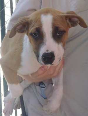 This 4-month-old male pit bull terrier-hound mix is in kennel No. 22c, ID No. 36139. Photo courtesy of Lake County Animal Care and Control. 22cpitmixpup