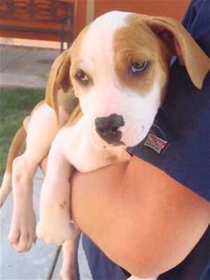 This 15-week-old female pit bull terrier-hound mix is in kennel No. 22d, ID No. 36136. Photo courtesy of Lake County Animal Care and Control. 22dpithound