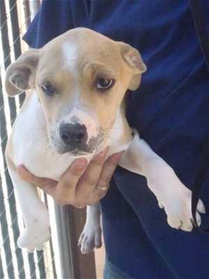 This 15-week-old male pit bull terrier-hound mix is in kennel No. 23a, ID No. 36137. Photo courtesy of Lake County Animal Care and Control. 23apithound