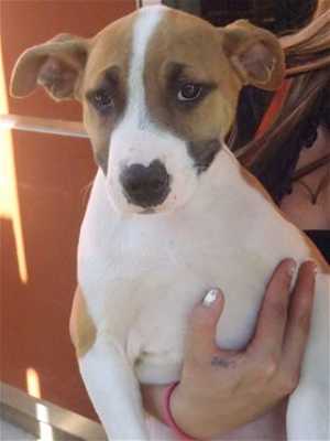 This 15-week-old male pit bull terrier-hound mix is in kennel No. 23d, ID No. 36140. Photo courtesy of Lake County Animal Care and Control. 23dpithound