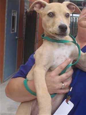 This 16-week-old male terrier mix is in kennel No. 26, ID No. 36303. Photo courtesy of Lake County Animal Care and Control. 26terriermix
