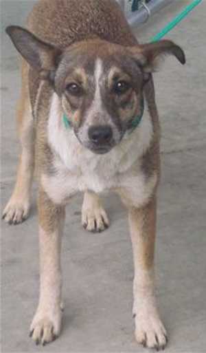 “Baby” is a 9-month-old red heeler mix in kennel No. 29, ID No. 36374. Photo courtesy of Lake County Animal Care and Control. 29babyheeler