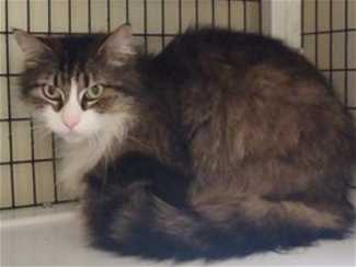 This 3-year-old female brown tabby is in cat room kennel No. 29, ID No. 36214. Photo courtesy of Lake County Animal Care and Control. 29brownwhitetabby