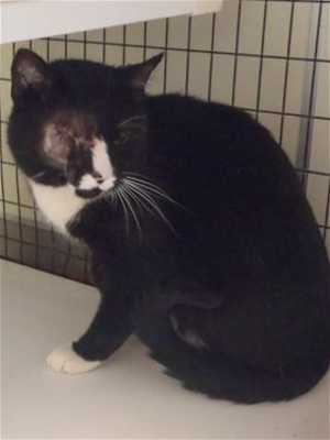This 1-year-old male tuxedo cat is in cat room kennel No. 37, ID No. 36164. Photo courtesy of Lake County Animal Care and Control. 37oneeyedtux