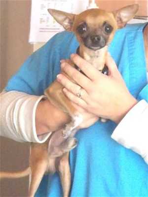 This 9-month-old male Chihuahua mix is in kennel No. 3, ID No. 36498. Photo courtesy of Lake County Animal Care and Control. 3chimixmale
