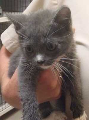 This 9-week old male domestic long hair kitten is in cat room kennel No. 45b, ID No. 36383. Photo courtesy of Lake County Animal Care and Control. 45bgraykitten
