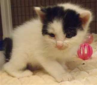 This 9-week-old female domestic short hair mix kitten is in cat room kennel No. 4a, ID number 36088. Photo courtesy of Lake County Animal Care and Control. 4ablackandwhitekitten