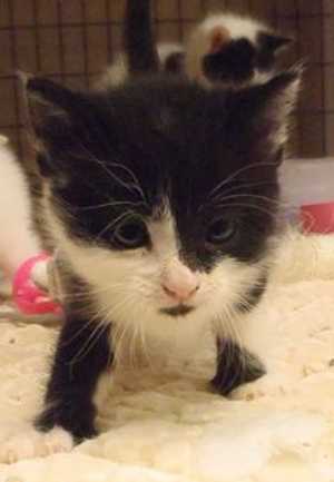 This 9-week-old female domestic short hair mix kitten is in cat room kennel No. 4b, ID number 36089. Photo courtesy of Lake County Animal Care and Control. 4bblackandwhitekitten
