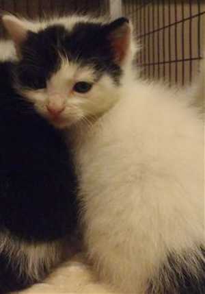 This 9-week-old male domestic short hair mix kitten is in cat room kennel No. 4c, ID number 36090. Photo courtesy of Lake County Animal Care and Control. 4cblackandwhitekitten