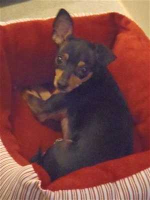 This 3-year-old female Chihuahua mix is in kennel No. 4, ID No. 36406. Photo courtesy of Lake County Animal Care and Control. 4chimixinbed