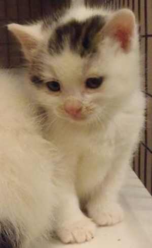 This 9-week-old female domestic short hair mix kitten is in cat room kennel No. 4d, ID number 36091. Photo courtesy of Lake County Animal Care and Control. 4dblackandwhitekitten