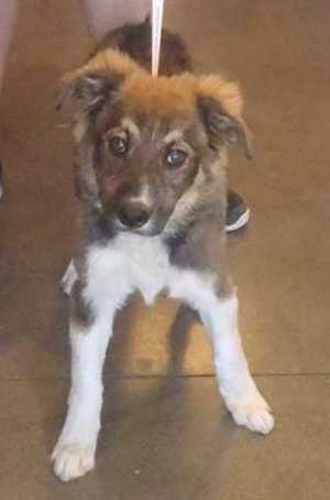 This 7-month-old Australian Shepherd mix pup is in kennel No. 6, ID No. 36511. Photo courtesy of Lake County Animal Care and Control. 6aussiemixpup