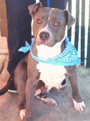 This 7-month-old female pit bull terrier mix is in kennel No. 6, ID No. 36265. Photo courtesy of Lake County Animal Care and Control. 6femalepitmix